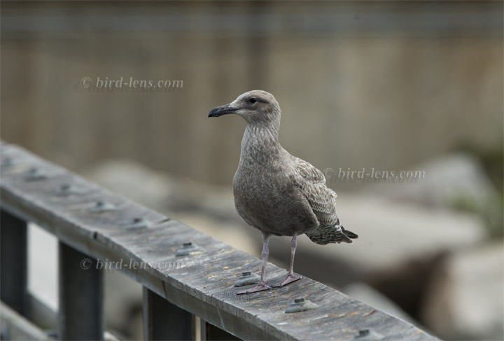 American Herring Gull